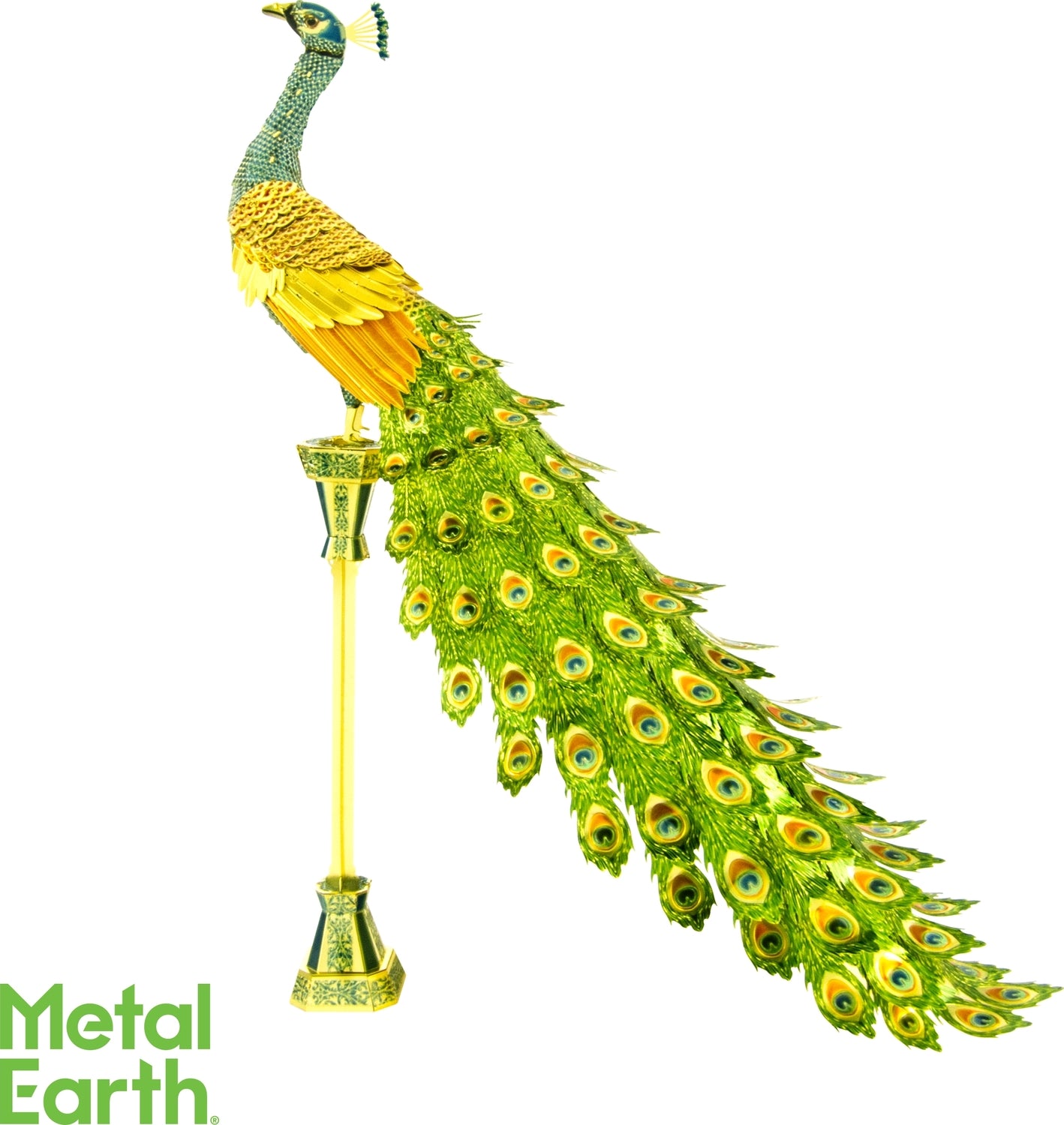 Peacock - Color